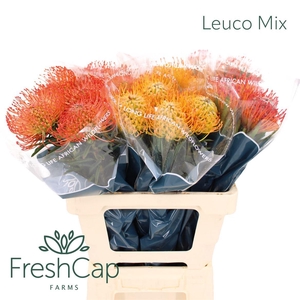 Leuco Mix