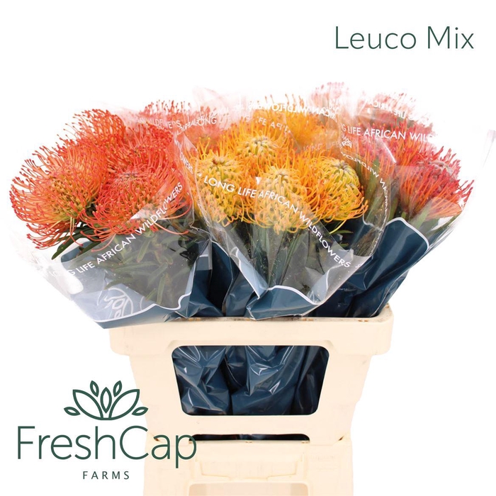 <h4>Leuco Mix</h4>
