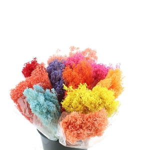 Dried Broom Bloom Mixemmer