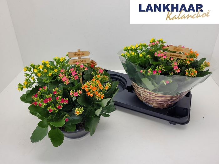 <h4>KAL EN GARDEN OV</h4>