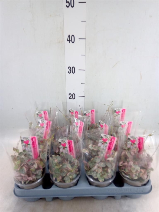 <h4>Ceropegia woodii 'Silver Glory'</h4>