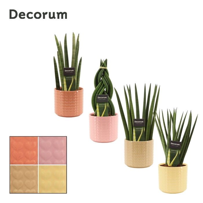 <h4>Sansevieria Cylindrica 12 cm Mix in Kaya (Sympathetic moods-coll</h4>