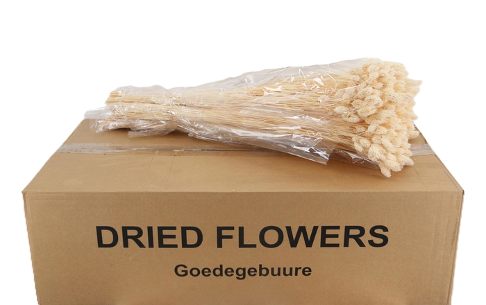 <h4>DROOGBL BEWERKT H%</h4>