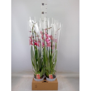 Burrageara  'Nelly Isler'