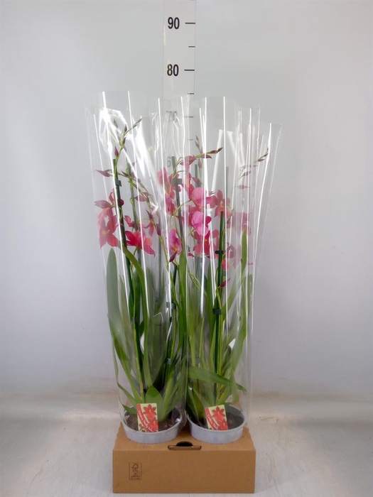 <h4>Burrageara  'Nelly Isler'</h4>