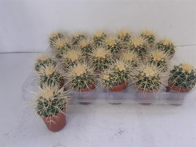 Echinocactus Grusonii (Cites) 5Ø 10cm