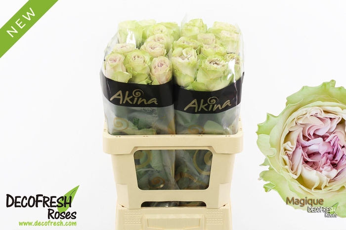 <h4>R Gr Magique</h4>