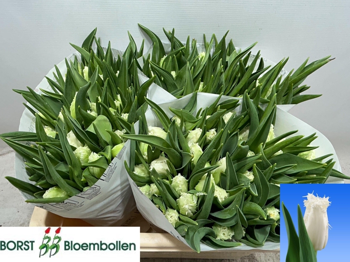 <h4>TU FR CAMBRIDGE</h4>