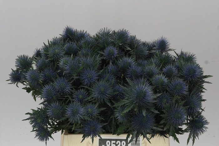 Eryngium Magnet