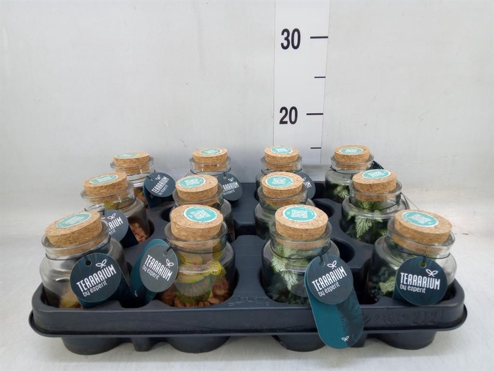 <h4>Arr.    Planten  L%</h4>