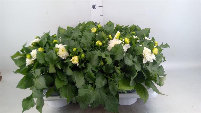 <h4>Dahlia 'Dalina Maxi Lopez'</h4>
