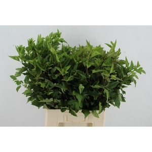 PHYSOCARPUSBLAD GROEN