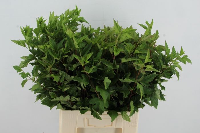 <h4>PHYSOCARPUSBLAD GROEN</h4>