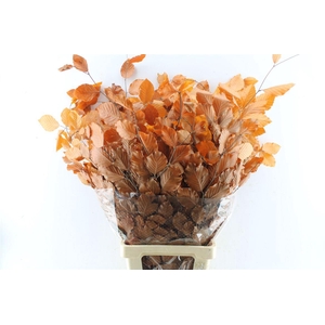 Beuk Beech Stab. Orange