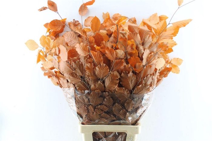 <h4>Beuk Beech Stab. Orange</h4>