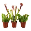 Sarracenia