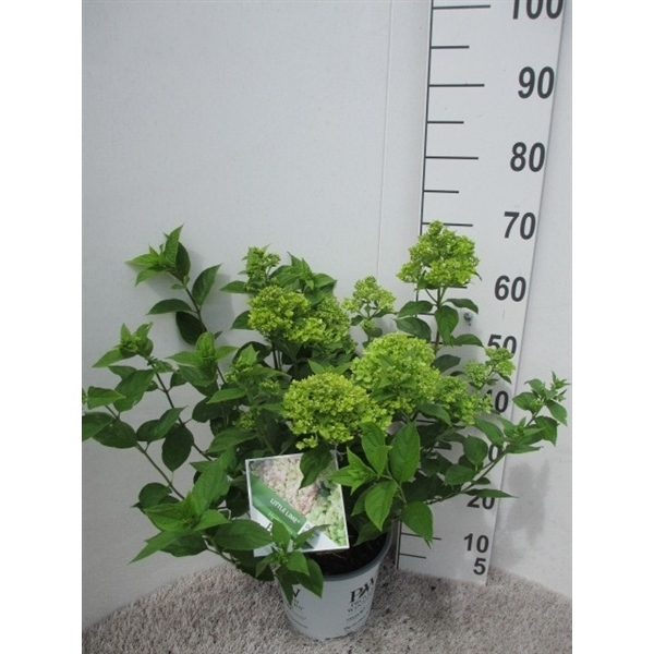 <h4>Hydrangea pan. Little Lime 40-50 P23</h4>