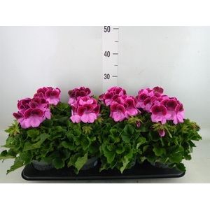 Pelargonium gran.   ..