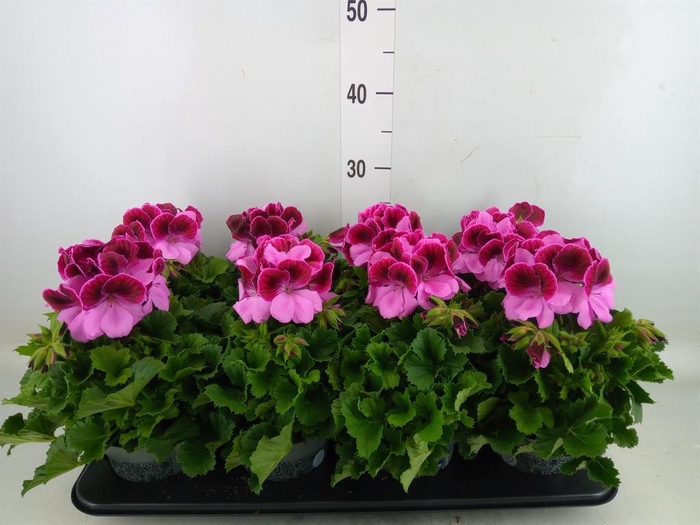 <h4>Pelargonium gran.   ..</h4>