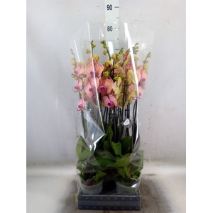 Phalaenopsis  'Golden Leopard'