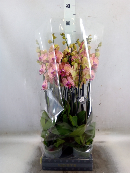 <h4>Phalaenopsis  'Golden Leopard'</h4>