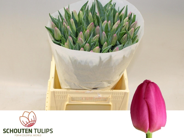 <h4>TU EN MOSNI</h4>