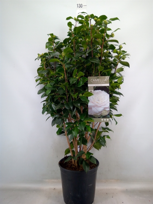 <h4>Camellia japonica</h4>