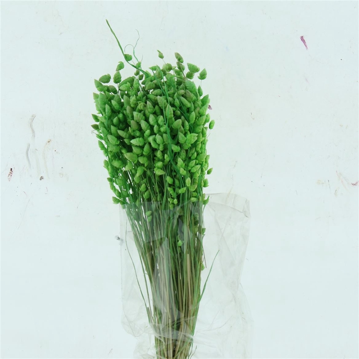 <h4>Dried Briza Salino Apple Green Bleached</h4>