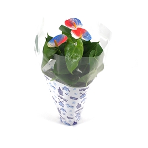 Anthurium XL.03 Arisa White 12cm met Nederlands hoesje en rood-wit-blauw geverfd