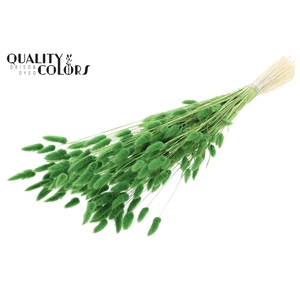 Lagurus Premium per bunch Bleached Green