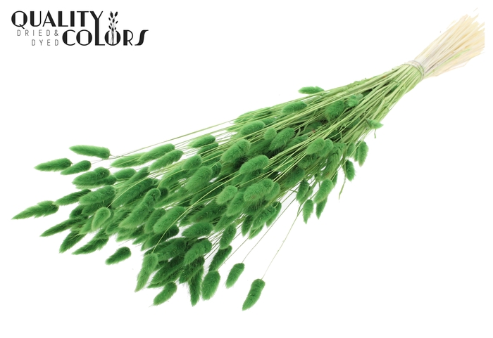 Lagurus Premium per bunch Bleached Green