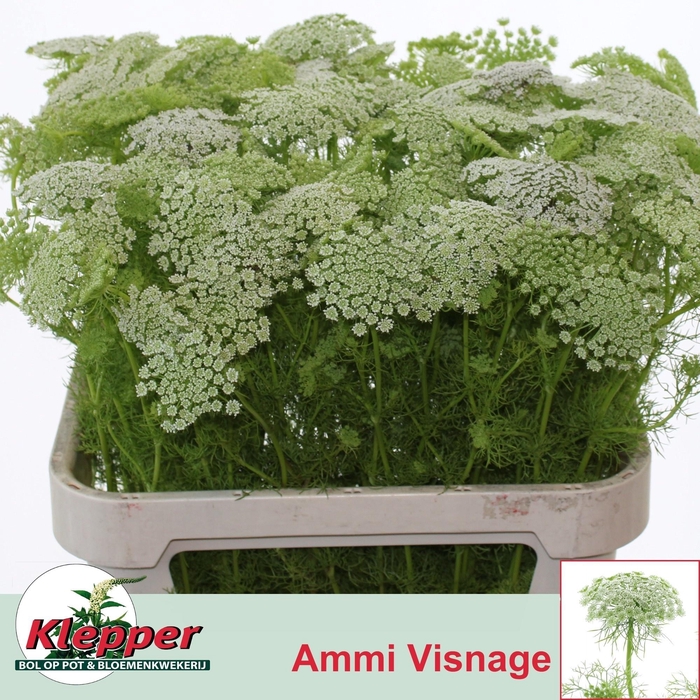 <h4>Ammi Visnaga Casablanca 80cm</h4>