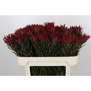 Leucadendron Blush