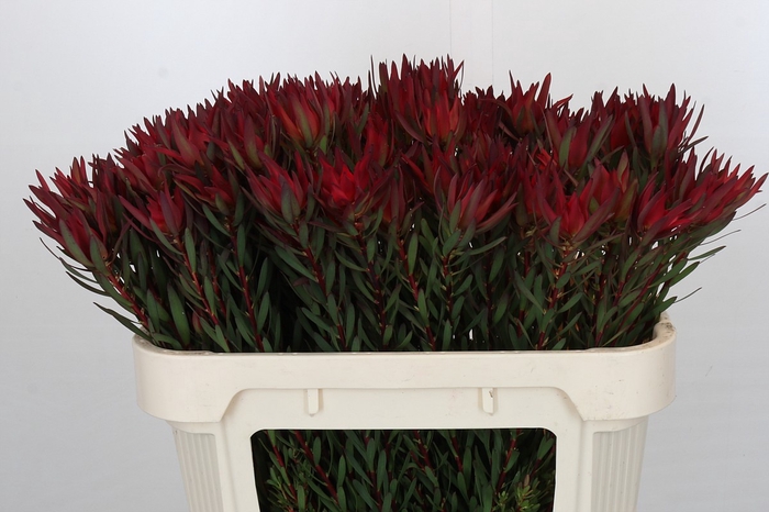 <h4>Leucadendron Blush</h4>