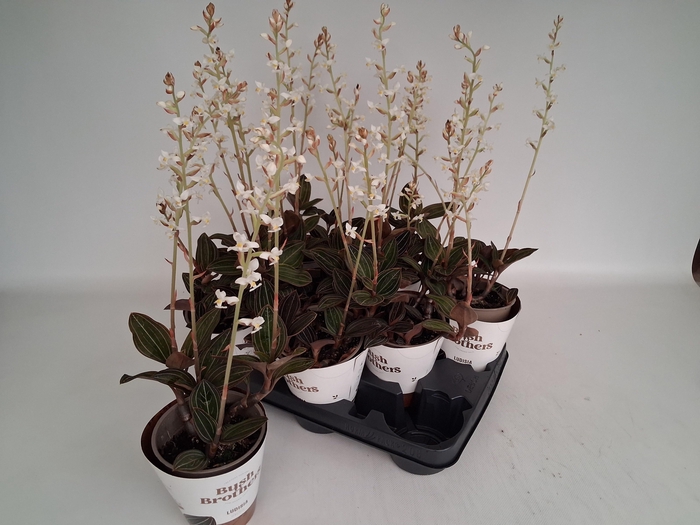 <h4>LUD DISCOLOR</h4>