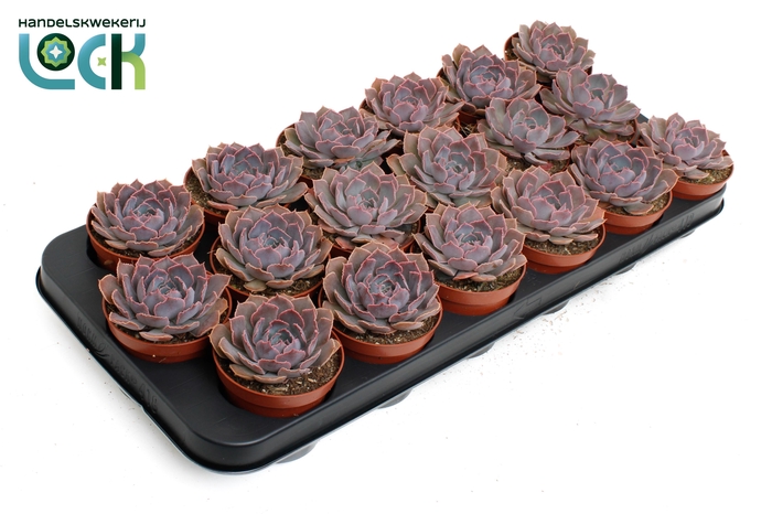 <h4>Echeveria Schaviana</h4>