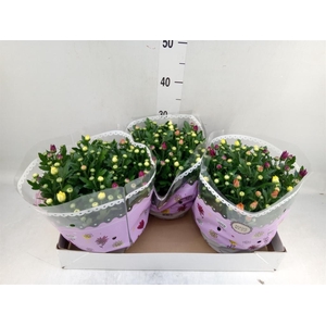 Chrysanthemum   ..mix/pot