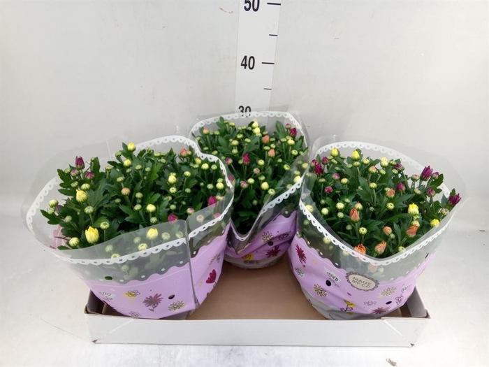 <h4>Chrysanthemum   ..mix/pot</h4>