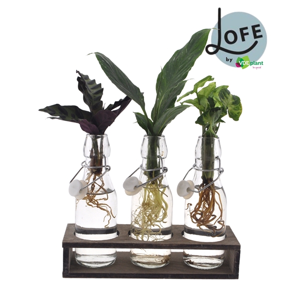 <h4>LOFE | Intenz mix in Ann Glas (witte dop) + Naturel Triple</h4>