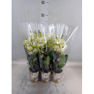 Phalaenopsis multi. 'Ant Lausanne'