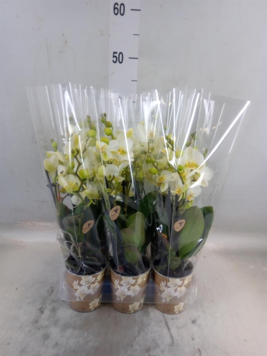 <h4>Phalaenopsis multi. 'Ant Lausanne'</h4>
