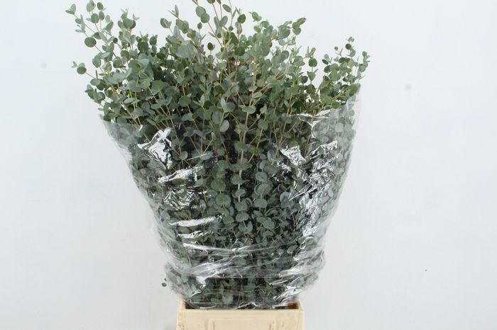 <h4>EUC GUNNII 300GR</h4>