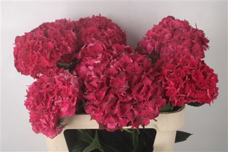 <h4>Hydr M Mag Rubyred</h4>