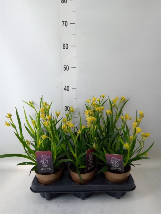 <h4>Anigozanthos   ...</h4>