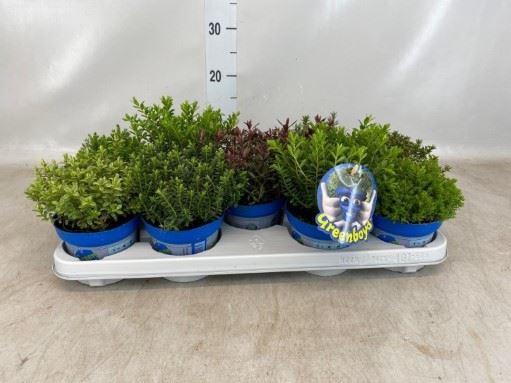 <h4>Hebe   ...mix</h4>