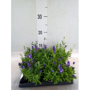 Lavandula angus.
