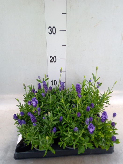 <h4>Lavandula angus.</h4>