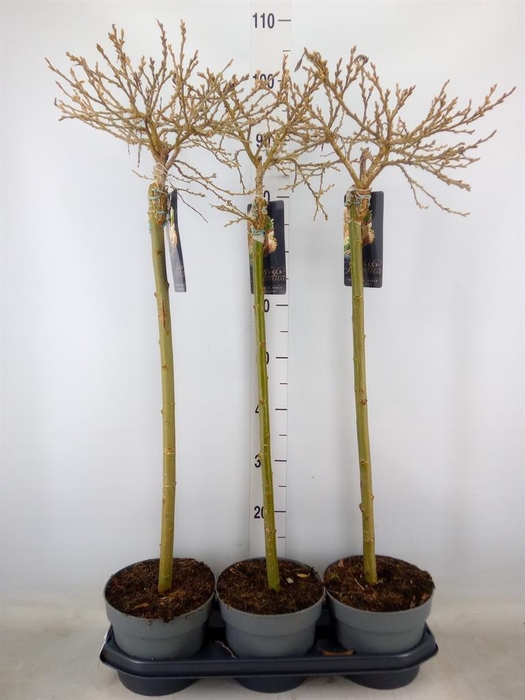 <h4>Salix helvetica</h4>