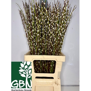 SALIX WILGENKATJES