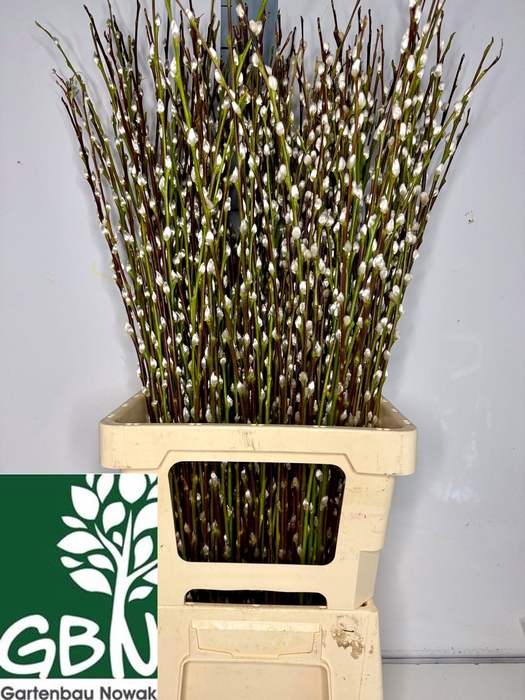 <h4>Salix Wilgenkatjes</h4>